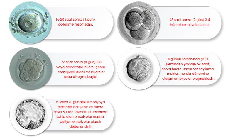 Embriyonun Gelişim Süreci