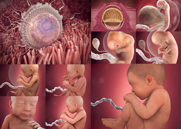 Haftalık Fetal Gelişimi Aşamaları